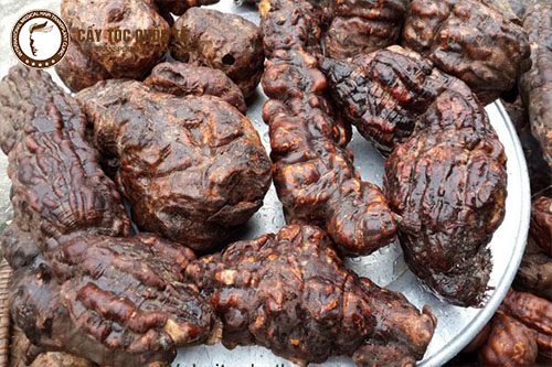Hà thủ ô thần dược trong bài thuốc đông ý giúp phục hồi các nang tóc hư tổn Hà thủ ô thần dược trong bài thuốc đông ý giúp phục hồi các nang tóc hư tổn