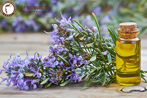 Tinh dầu hương thảo nguyê liệu trị hói ở nhà hiệu quả Tinh dầu hương thảo nguyê liệu trị hói ở nhà hiệu quả