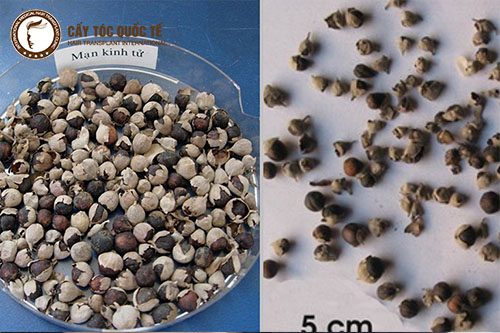 Cao mạn kinh tử bài thuốc giúp tóc chắc khỏe, phục hồi da đầu hư tổn tốt Cao mạn kinh tử bài thuốc giúp tóc chắc khỏe, phục hồi da đầu hư tổn tốt