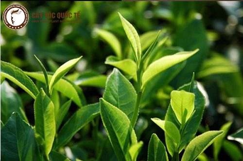 Trị hói đầu tại nhà bằng lá trà xanh Trị hói đầu tại nhà bằng lá trà xanh
